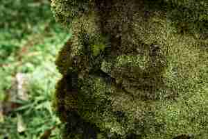 Free photo moss closeup with blurred background