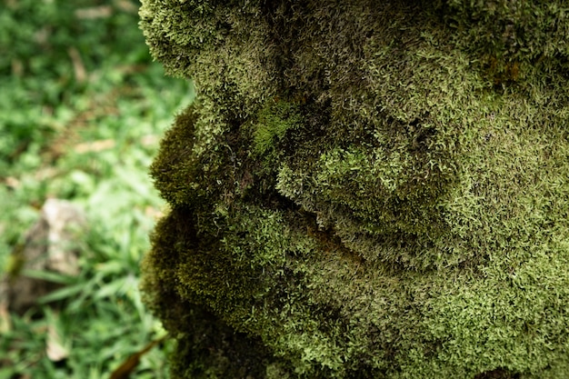 Moss closeup with blurred background