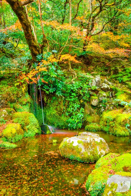 moss foliage tree scene plants