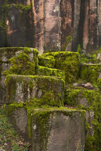 Moss in the stones