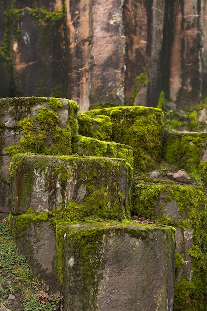 Moss in the stones