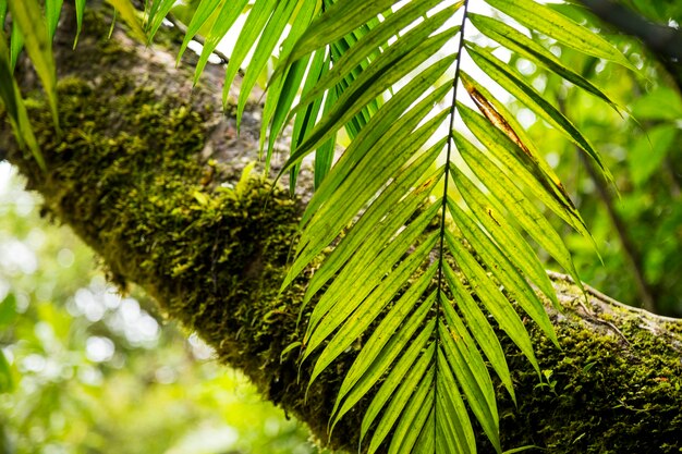 Moss on tree trunk in tropical rainforest