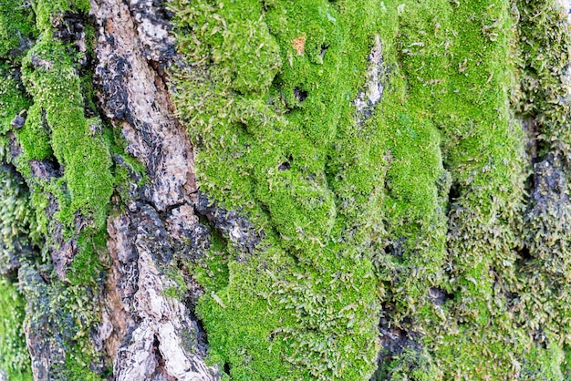 Moss on tree trunk