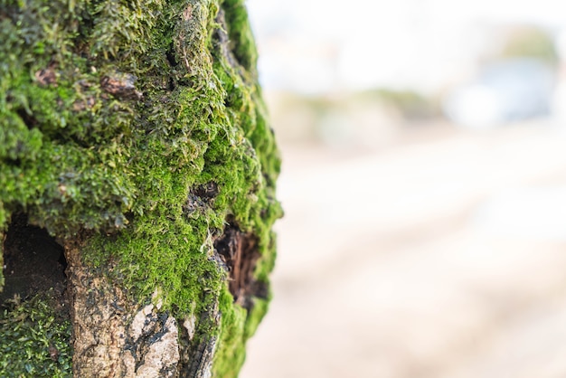 Foto gratuita muschio sul tronco d'albero