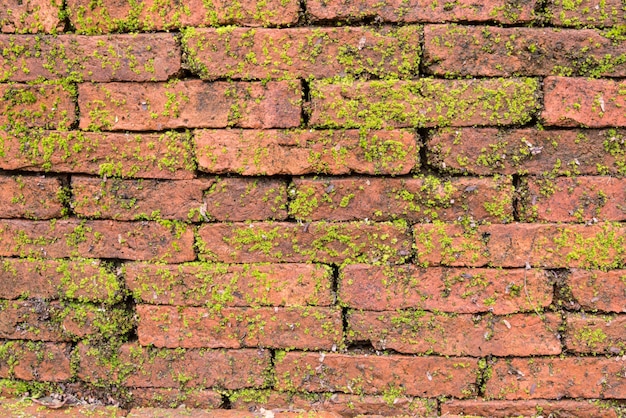 moss on the wall