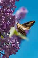 Free photo moth trying to drink the nectar of a lilac syringa flower