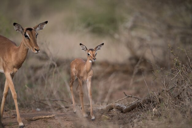 Мать и детеныш антилопы гуляют вместе