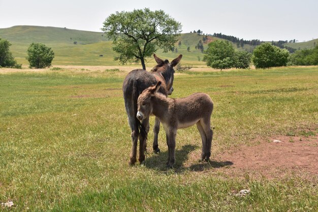 Mother and Baby Brown Burros Standing Together