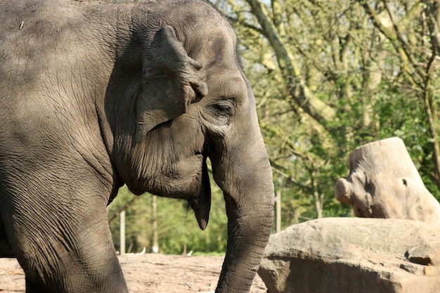 Free photo mother and a baby elephant in a forest during daytime