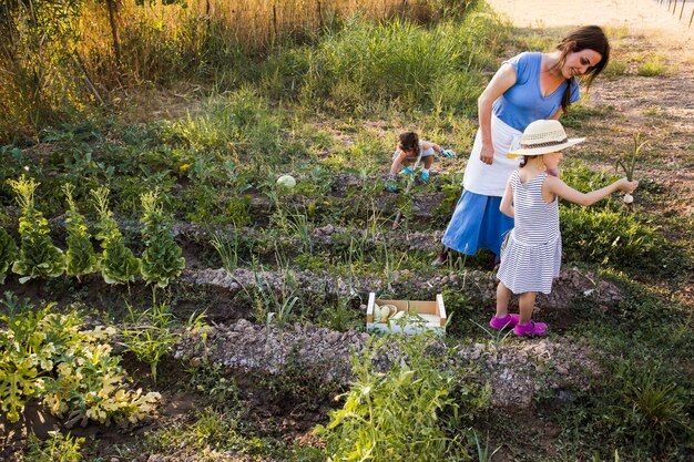 母と娘が畑で玉ねぎを収穫