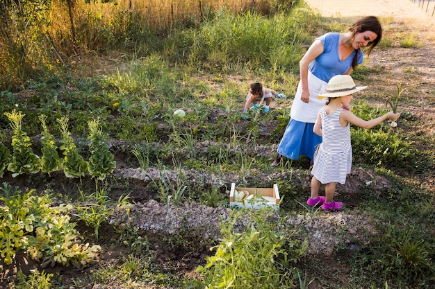 母と娘が畑で玉ねぎを収穫