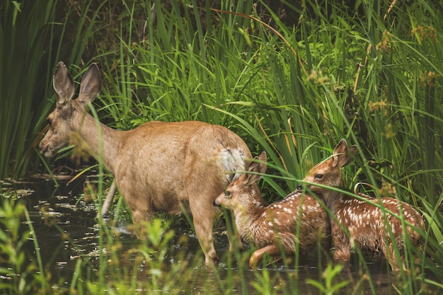 햇빛 아래 녹지로 둘러싸인 호수에 아기와 엄마 사슴