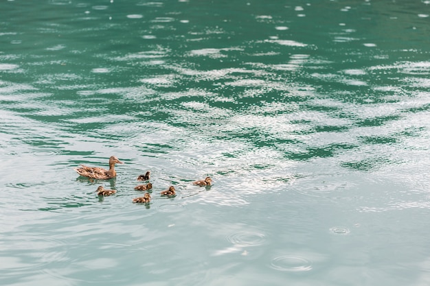 Mother duck swimming with ducklings on pond