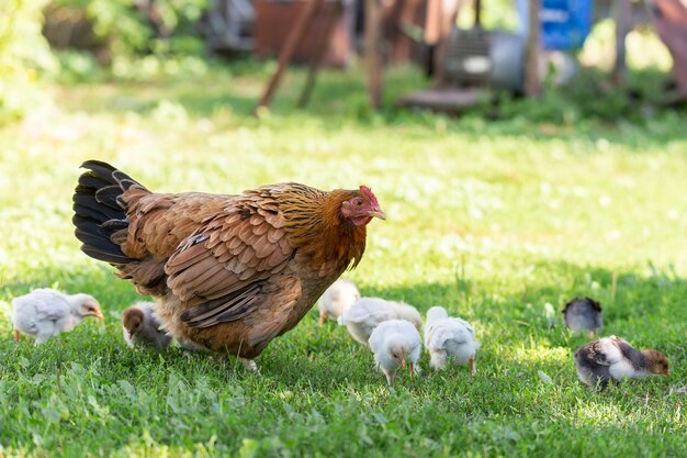 시골 마당에 닭이 있는 어머니 암탉. 태양 사진에 대 한 마을의 잔디에서 닭. 갈루스 갈루스 도메스티쿠스. 가금류 유기농 농장. 지속 가능한 경제. 자연 농업. 방목 닭.