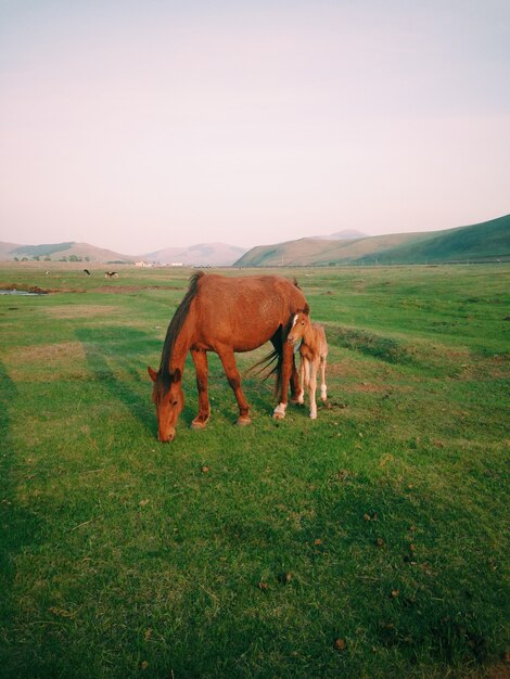 Мать лошадь с детенышем лошади, пасущиеся на пастбище в дневное время