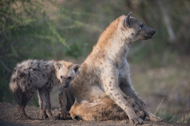 Мать гиена сидит на земле со своими младенцами