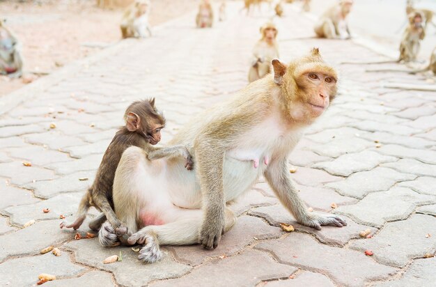 母猿はナッツを食べています。