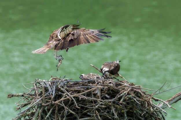 Mother osprey bringing food to the babies in the nest