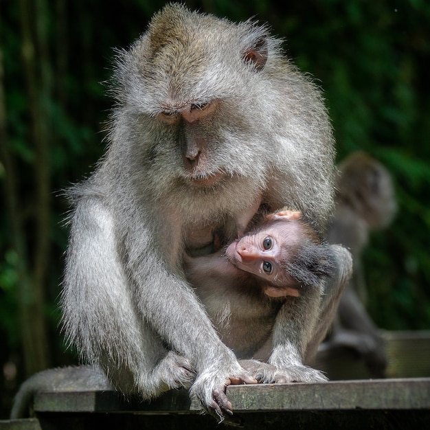 mother rhesus macaque monkey and her child