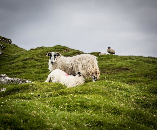 Mother sheep feeding its lamb in the green fields on a gloomy day