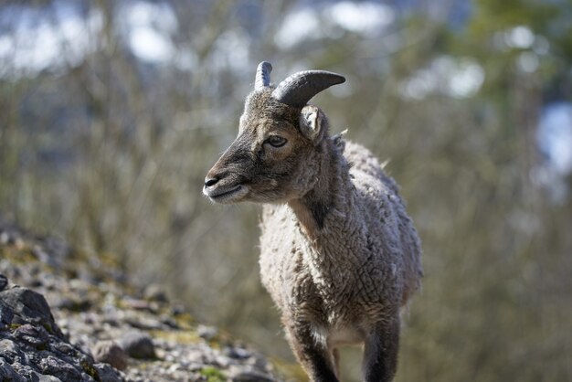 Mouflon 젊은 여성 동물