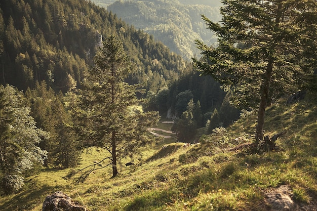 Foto gratuita foresta di montagna sotto il cielo azzurro e nuvole bianche