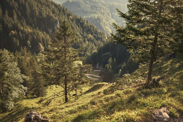 Mountain forest under blue sky and white clouds