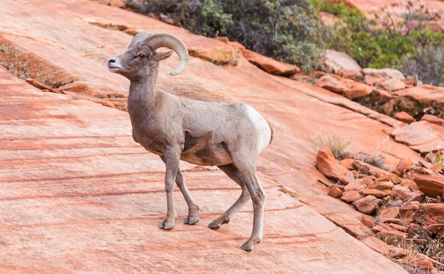 Free photo mountain goat