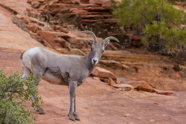 Mountain goat