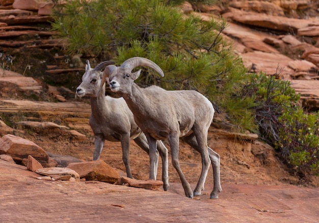 Free photo mountain goat