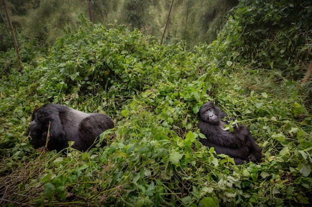 Free photo mountain gorillas gorilla beringei beringei