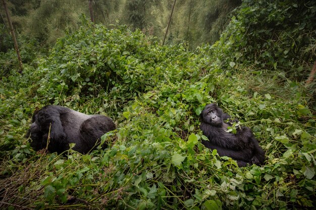 Горные гориллы Gorilla beringei beringei