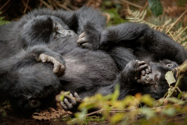 Mountain gorillas Gorilla beringei beringei