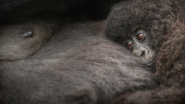 Горные гориллы Gorilla beringei beringei