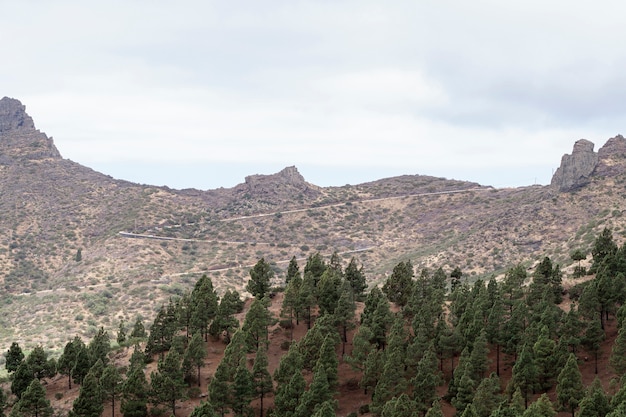 Foto gratuita orizzonte di montagna con alberi