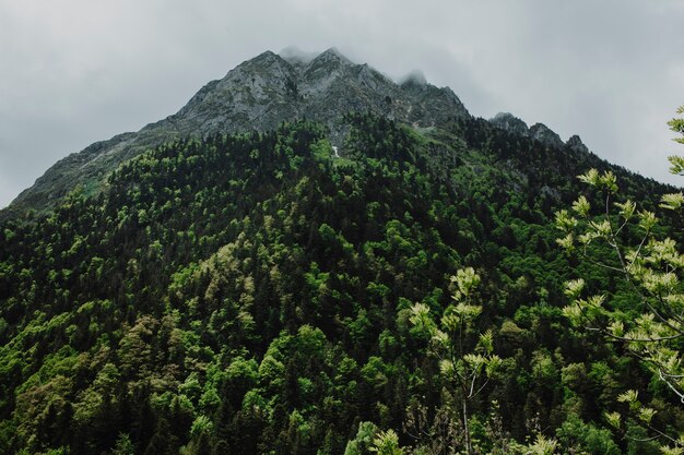 緑の木々と山の風景