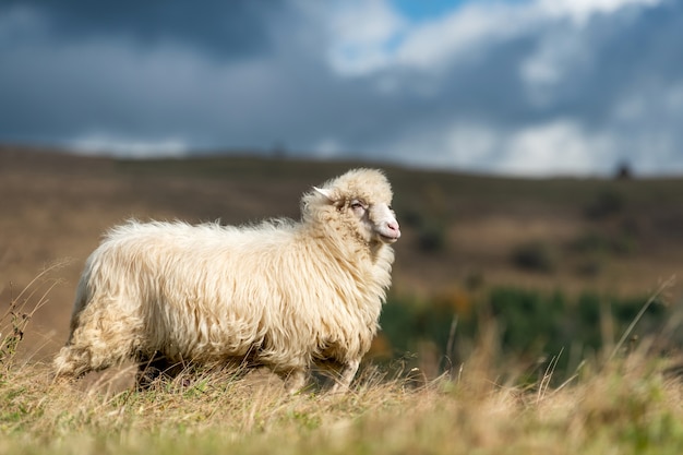Горные овцы, пасущиеся на пастбище летом