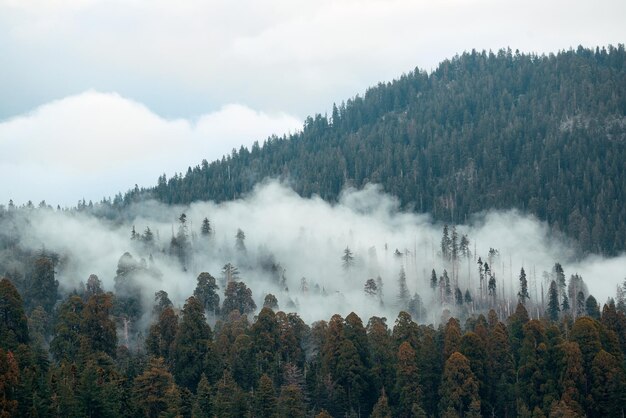 セコイア国立公園の霧と雲のある山