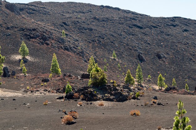 Mountain with lonely trees