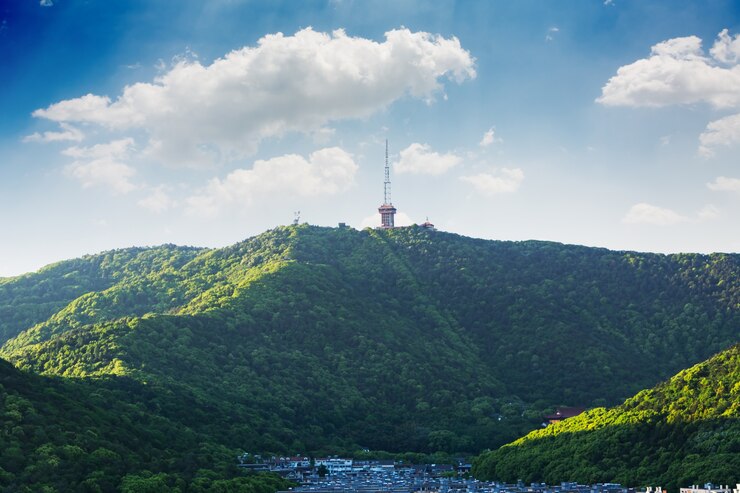 많은 나무가있는 산