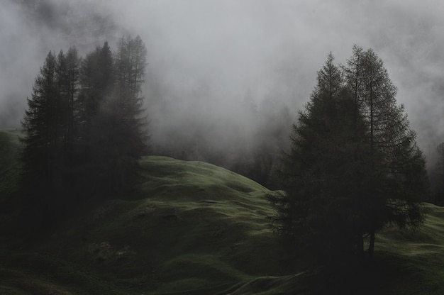 松の木が霧に覆われた山