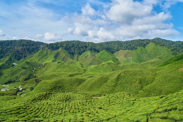 Mountain with trees and shrubs and clouds