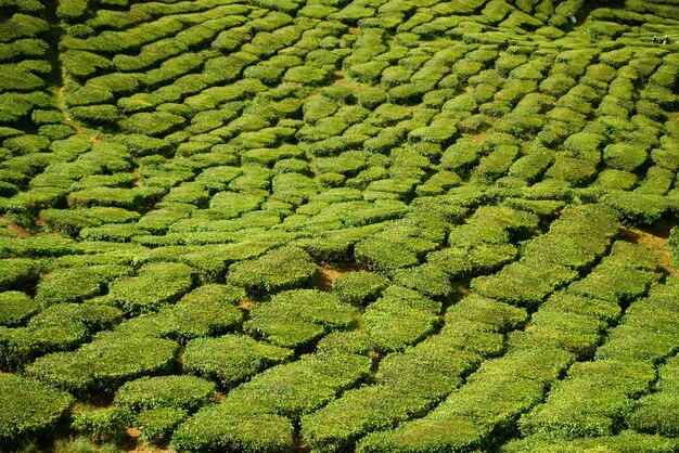 Mountain with trees and shrubs