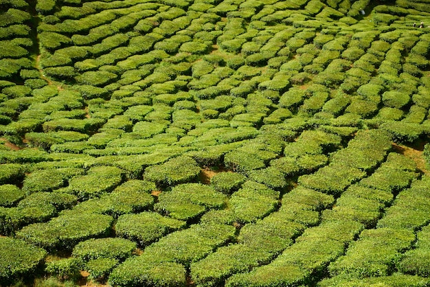 Mountain with trees and shrubs