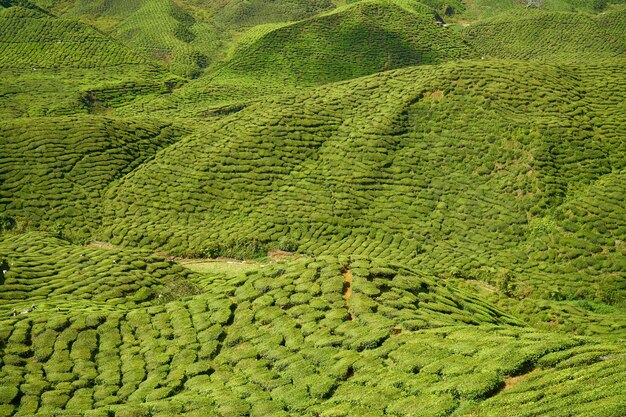 Mountain with trees and shrubs