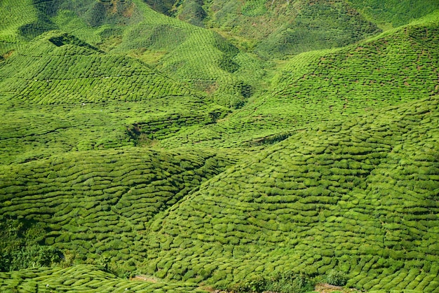 Free photo mountain with trees and shrubs