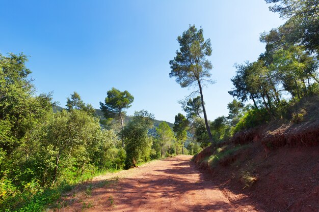 mountainous road and pine trees. Montseny