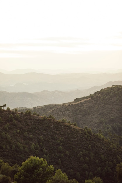 Mountains of forest with white sky