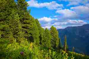 Foto gratuita montagne paesaggio con la foresta di cedro