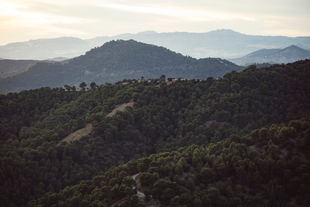 Mountains landscape with forest filled with people